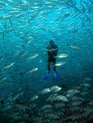 Diver and jacks, Tulamben by Doug Anderson 